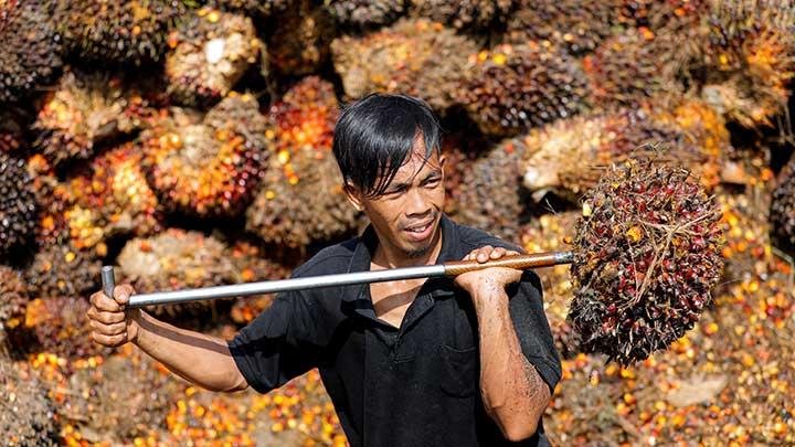Harga CPO Indonesia Terancam Turun Akibat Perang India-Pakistan